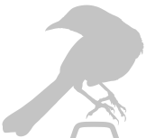 pajaro